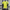 Brazil Home POLO Jersey 2025 PLAYER VERSION