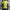 Brazil Home Jersey Copa America 2024 PLAYER VERSION
