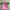 Japan Cherry Blossom Pink & Green Special Edition Jersey
