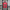 Manchester United Dragon Jersey 2019-20 Season