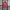 Manchester United Dragon Jersey 2019-20 Season